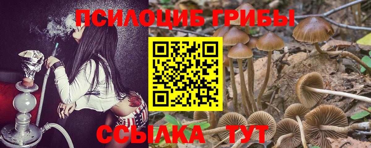 Псилоцибиновые грибы Psilocybine cubensis Донецк
